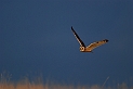 Short-eared owl - G